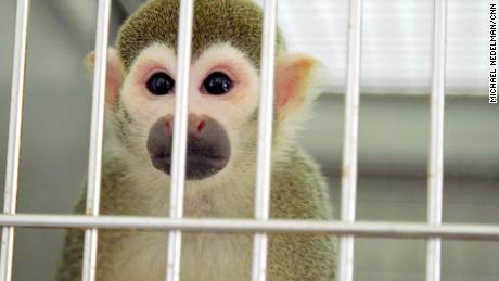 Retired FDA research monkeys find new home and music in Florida