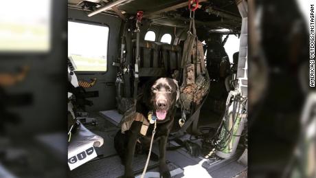 This is Wrigley, he proudly serves the Massachusetts National Guard. He's the Nation's First as a Combat Stress Control Dog. -- What can your dog do? 