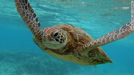 Microplastics found in gut of every sea turtle in new study