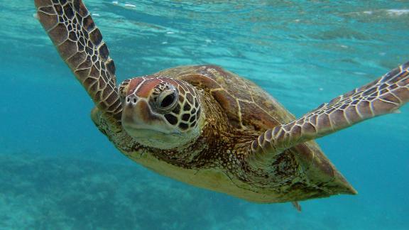 Microplastics found in every sea turtle in new research | CNN