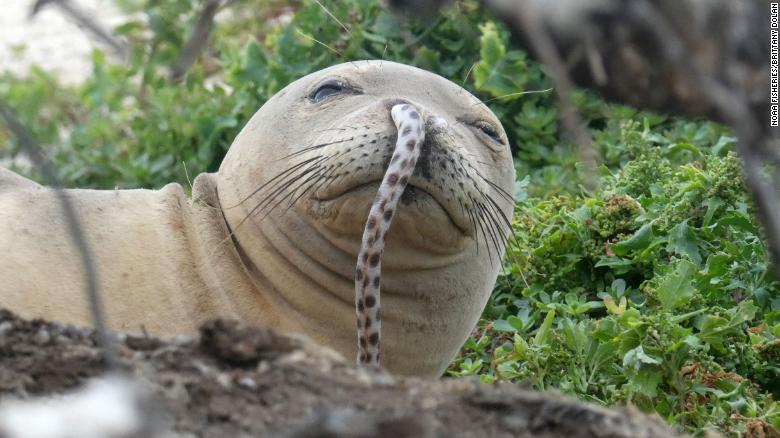 An endangered Hawaiian monk seal was spotted with an eel lodged up its nostril in the Northwestern Hawaiian Islands. 