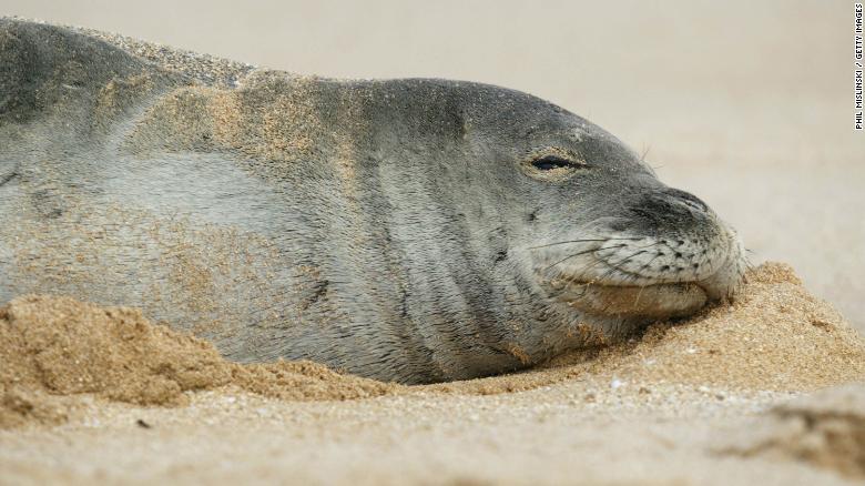 Scientists are concerned the eels could carry infections and may hamper the seals from diving. 