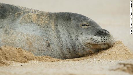 Scientists are concerned the eels could carry infections and may hamper the seals from diving. 