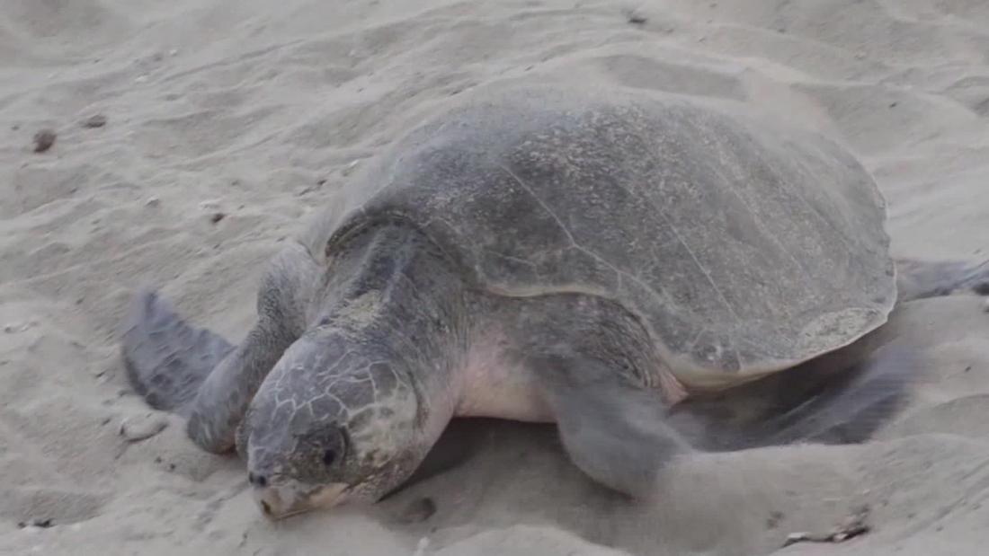 Tortugas Golfinas desovan bajo estricta protección en Oaxaca, México ...