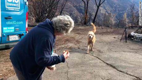 Madison reunites Friday with his owner, Andrea Gaylord.