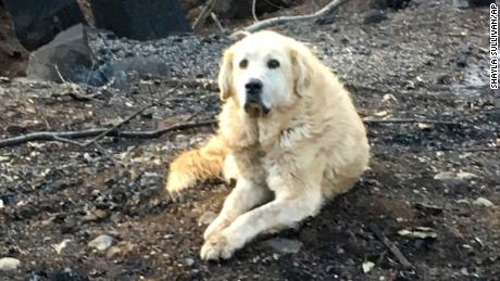 कैलिफोर्निया में आग लगने के बाद, एक महिला और उसके वफादार कुत्तों को उनके घर के अवशेषों में फिर से मिलाया जाता है