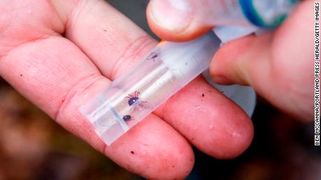 A vial of live lone star ticks. The ticks -- a species native to Texas and Oklahoma -- were placed within a containment vessel at a lyme disease research site in Cape Elizabeth.