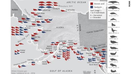 As the Arctic warms, new toxins are being introduced to the region. This map highlights the location and kind of toxins found in marine animal species from 2004 to 2013 in the Alaskan Arctic. 