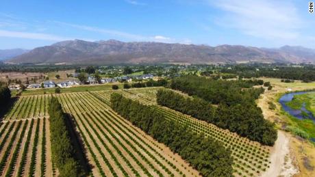 Vineyards in South Africa are under pressure from climate change impacts.
