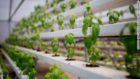 Meet the wizard farmer who grows crops in the air