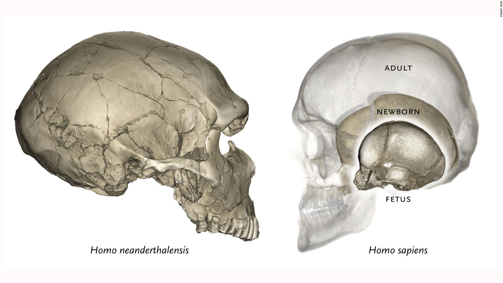 Модель черепа неандертальца