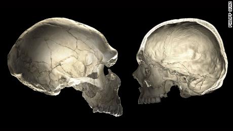 One of the features that distinguishes modern humans (right) from Neanderthals (left) is a globular shape of the braincase.​