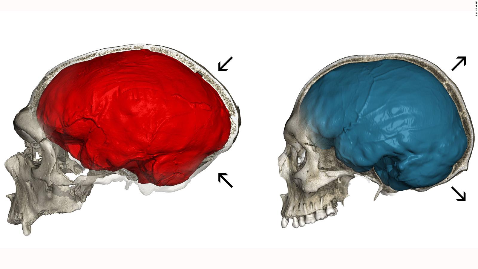 Neanderthal genes could explain the shape of our skulls, study finds - CNN