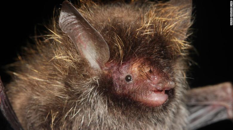A bat whose hair bears a likeness to Lance Bass&#39; iconic frosted tips of the band *NSYNC, was discovered in the sub-Himalayan habitat of the Myanmar&#39;s Hkakabo Razi forest.