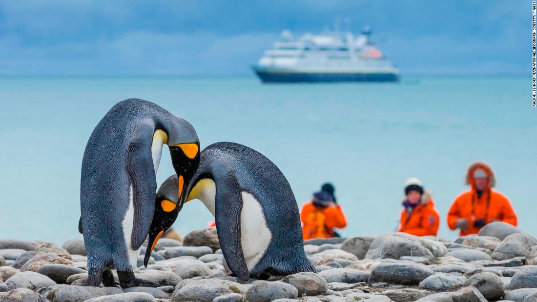 Antarctic Penguins In Danger From Human Diseases Say Researchers Cnn