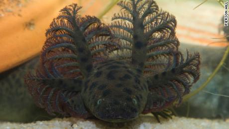Scientists have identified a new species of salamander that can grow to at least two feet 