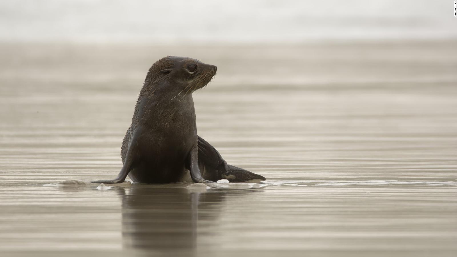 The seals are swimming now