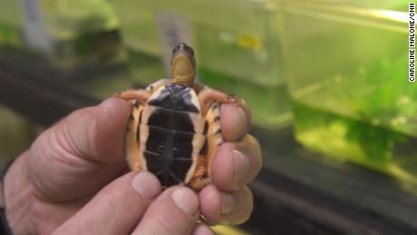 The golden coin turtle used to be found across China and southeast Asia. 