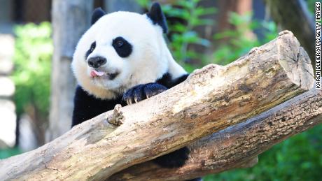 Giant panda Bei Bei plays in his enclosure at the National Zoo in Washington, DC.