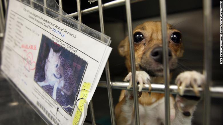 Pet Stores in California Will Only Sell Rescue Animals in 2019