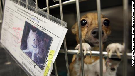 Pet store operators will face $500 per animal penalties for breaching the act.