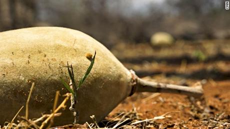 The fruit of a baobab tree. The seeds and chalky powder inside have become a global health craze celebrated for their vitamin-packed properties.