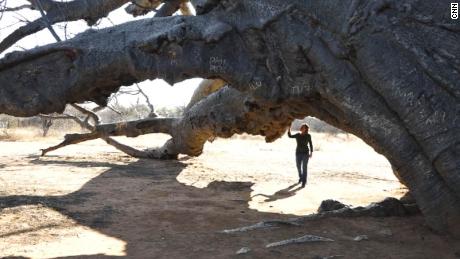 Ecologist Sarah Venter under one of the largest baobab trees in the world. The local Vhavenda (or Venda) people call this mystical giant &quot;the tree that roars.&quot;