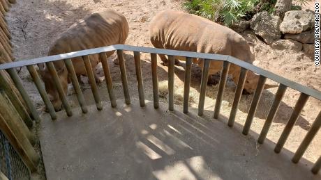The Brevard Zoo said it had offered the rhino experience daily since 2009 without incident.