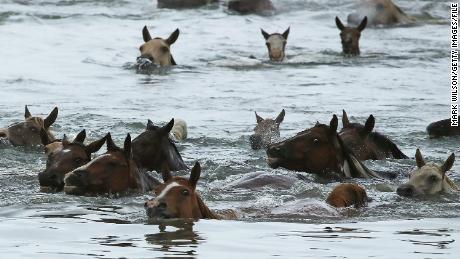 Every July, wild ponies swim across a channel from Assateague to Chincoteague, where foals are sold.