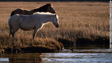 Wild ponies stand at the water's edge last month on Chincoteague National Wildlife Refuge.