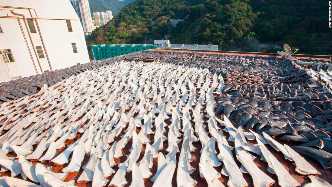 Fins dry on a rooftop in Kennedy Town in Hong Kong.