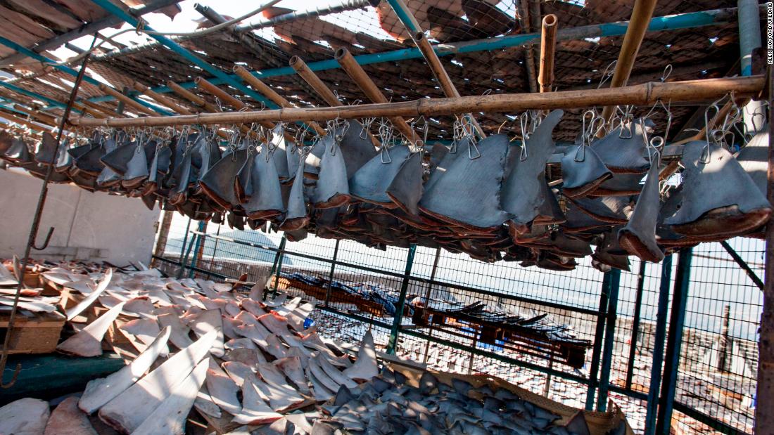 The environmental nonprofit WildAid found more than 18,000 shark fins found drying on a Hong Kong rooftop in 2013.
