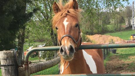 Allison Dotzel of Pennsylvania says her pony, Finn, is very inquisitive.