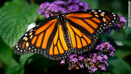 Droughts, pesticides and loss of habitat are seen as reasons for the Western monarch&#39;s decline.