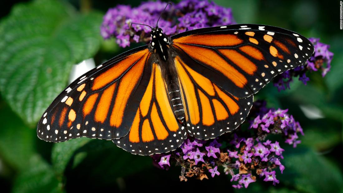 why-are-monarch-butterflies-in-danger-soapboxie