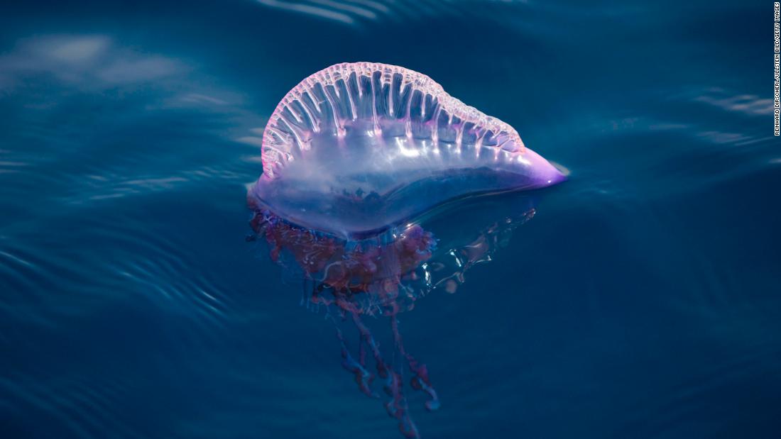 Stinging jellyfish clue