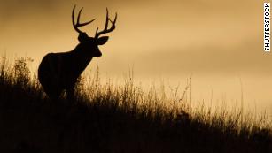 Nevada wildlife officials warn hunters about  &#39;zombie&#39; deer 