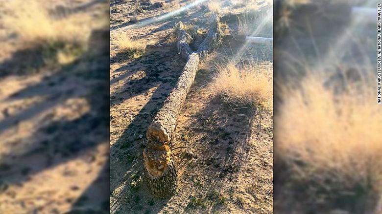 Vandals cut down Joshua trees to make new roads into out-of-bounds areas, park officials say. 