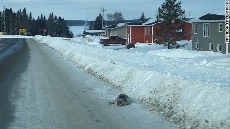 Stranded seals swarm a small Canadian town, unable to steer their way back to sea