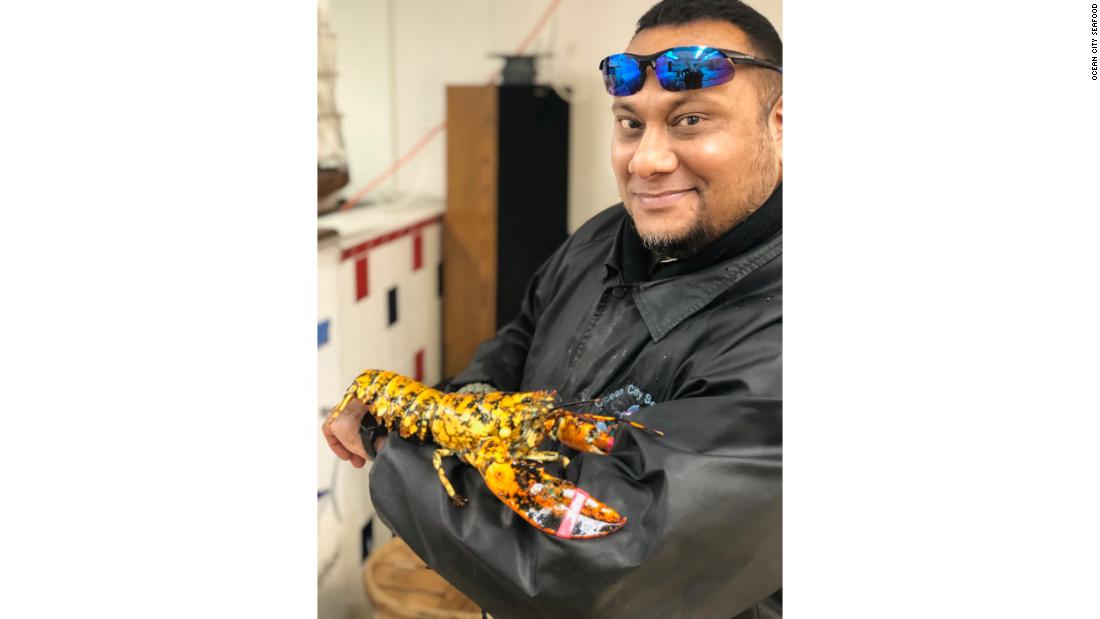 calico lobster