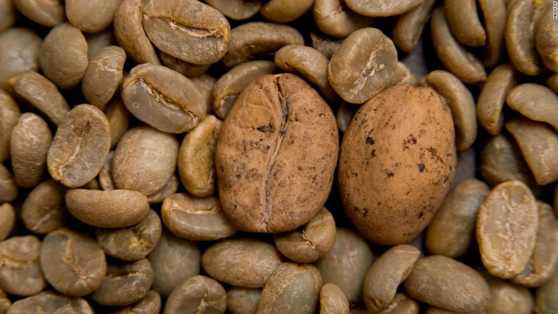 Image result for Why are wild coffee species at a High extinction risk.