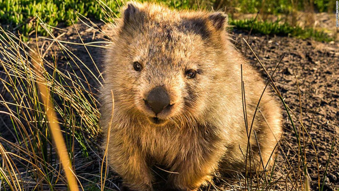 Wombat Selfie