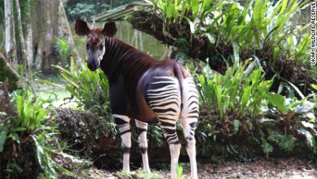 dinosaur in congo national geographic