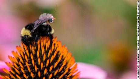Seven simple things you can do to save the bees on National Honeybee Day