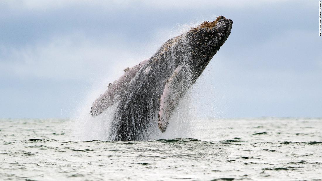 Krill-feeding humpback whales will also struggle with climate change.
