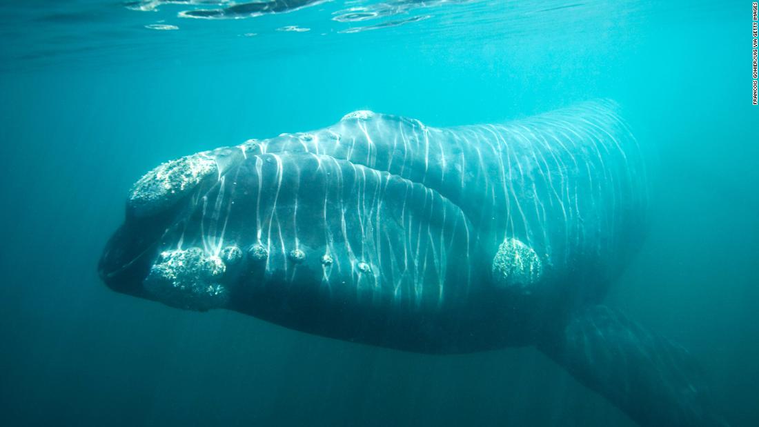 The southern right whale that feed on copepods may be one of the species that benefits from the increase in open water due to climate change.