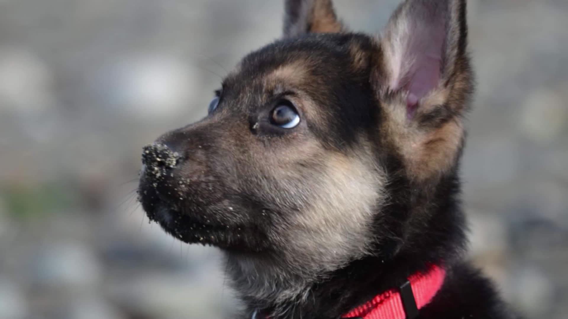 Un perro sorprende cada hora en las vallas publicitarias de Tokio - CNN  Video