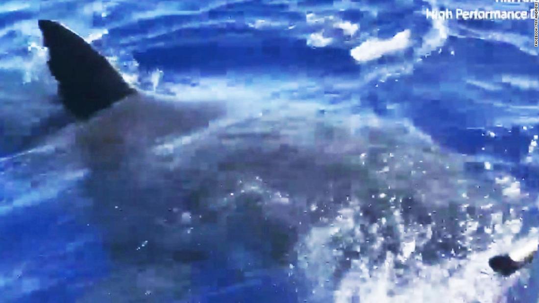 Legendary Great White Shark Spotted Off Hawaii Coast Cnn Video