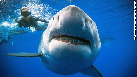 Great white sharks are invading Cape Cod just in time for the Fourth of July