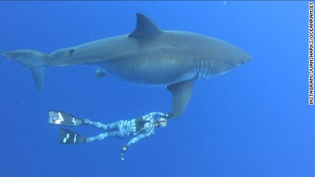 RÃ©sultat de recherche d'images pour "great shark"